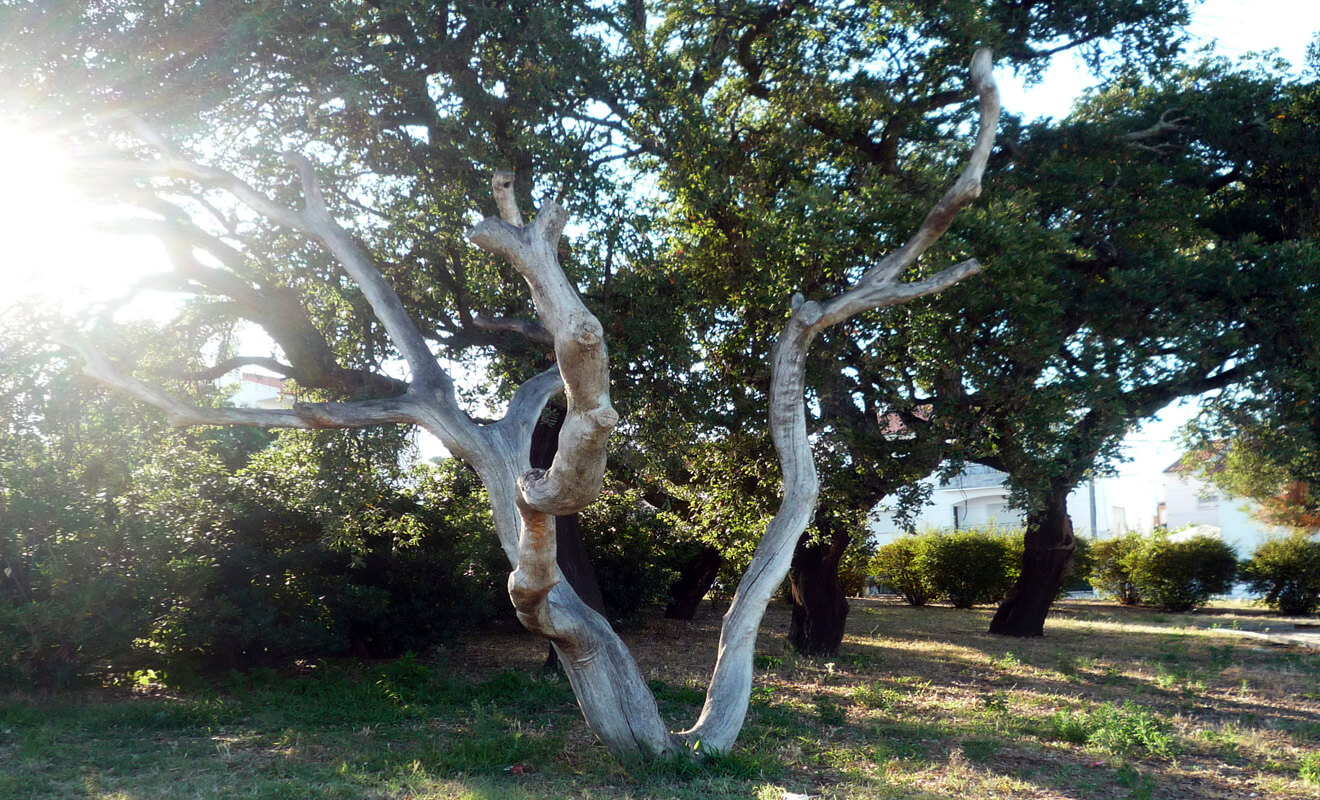 Intervenção Plástica
